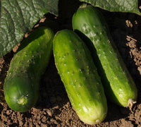 Cucumbers: Morden Early #372