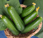 Cucumber, Burpless: Muncher (Beit Alpha type), Organic Seed #179