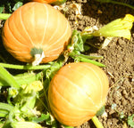 Squash, Winter (Storage): Gold Nugget #383