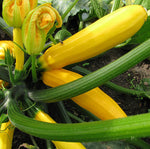 Squash, Zucchini: Golden Zucchini #393