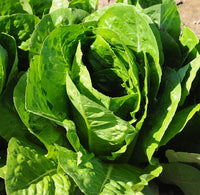 Lettuce, Romaine: Parris Island Cos #492