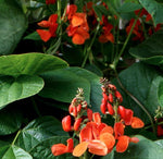 Annual: Scarlet Runner Bean #258