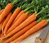 Carrots: Tendersweet #202