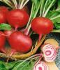 Beets: Chioggia #12