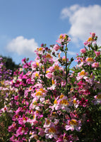 angel wings plant seeds Annual: Schizanthus, Angel Wings Mix #201 – Best Cool Seeds