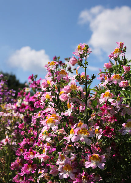 Annual: Schizanthus, Angel Wings Mix #201