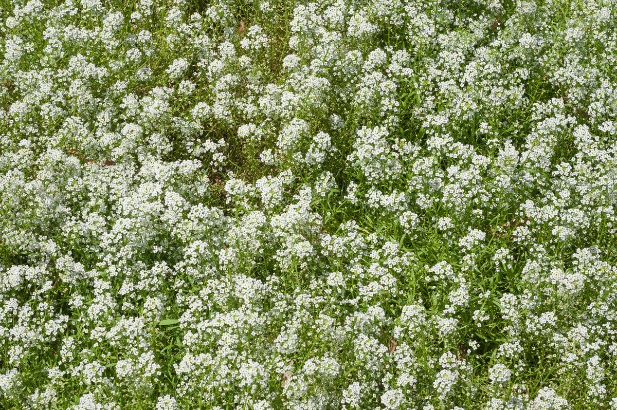Perennial Baby's Breath (Gypsophilia paniculata)120 Best Cool Seeds
