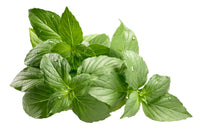 Herb: Basil, Lemon #135