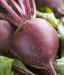 Beets: Early Wonder #22