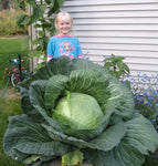Cabbage: O-S Cross Hybrid #132